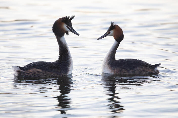 Kom nærmere fuglelivet med en kikkert